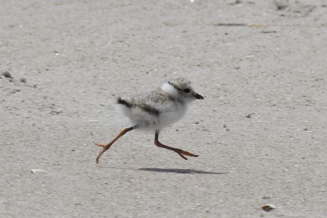 A piping plover seen in the Gateway National Recreation Area.
